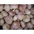 Export Packed in 10kgs in Carton Mesh bag Fresh Normal White Garlic